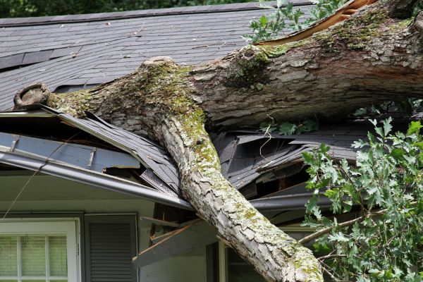 Storm Remediation in Millsboro