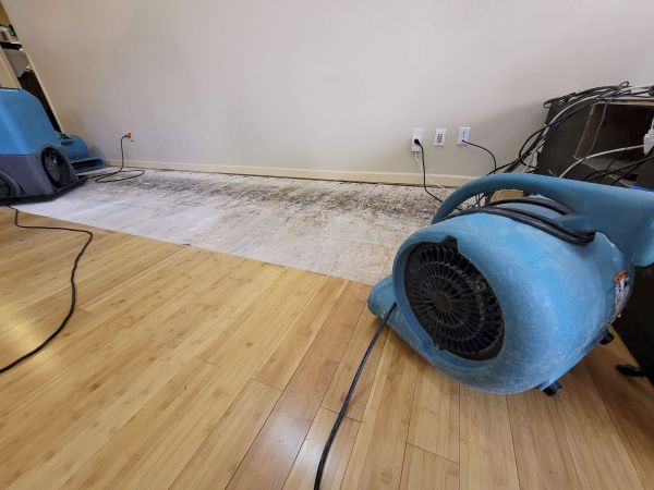 Water Damage Mitigation in Millsboro