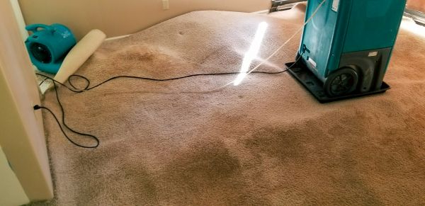 Carpet Water Extraction in Millsboro
